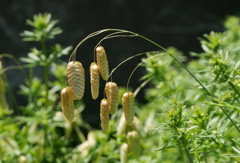 小判草