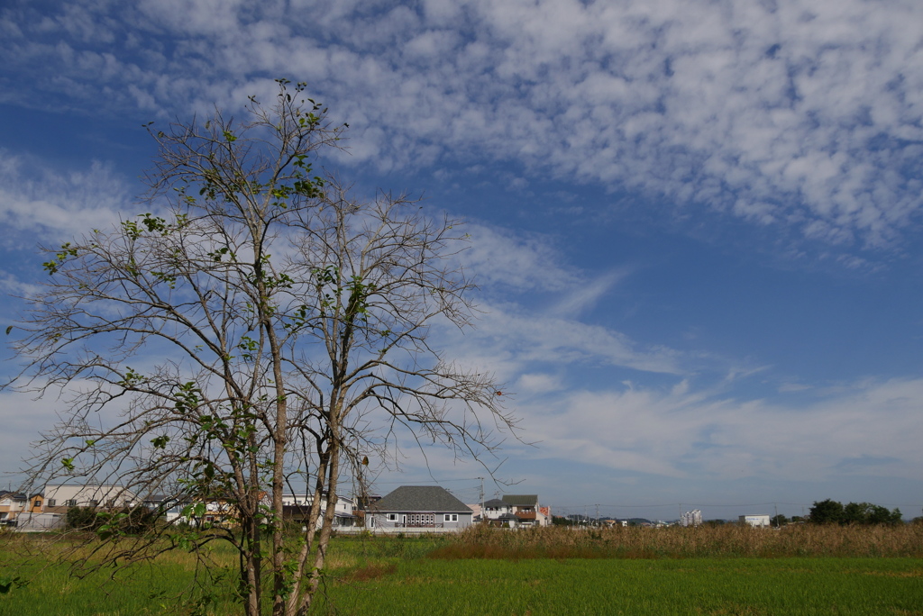 田園風景