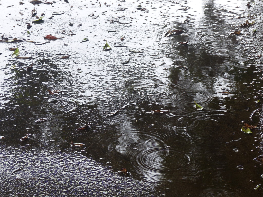 梅雨時の脇道