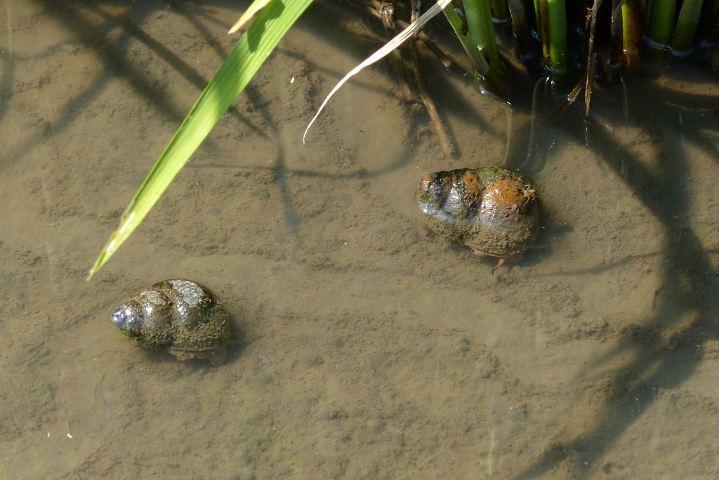 ジャンボタニシ