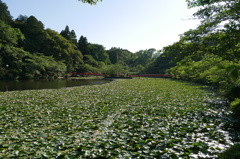 茂原公園弁天池