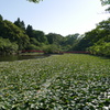 茂原公園弁天池