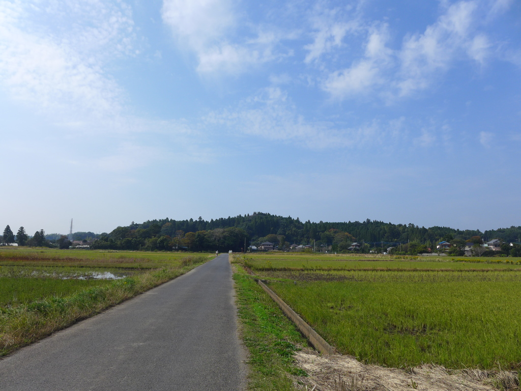 いつもの田んぼ1