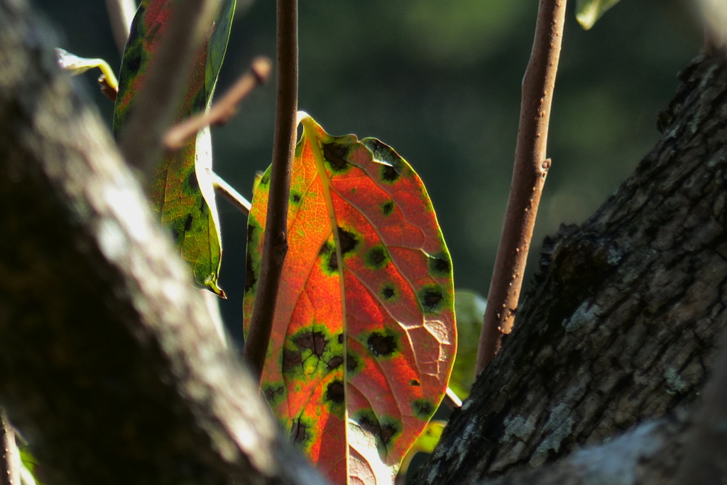 紅葉