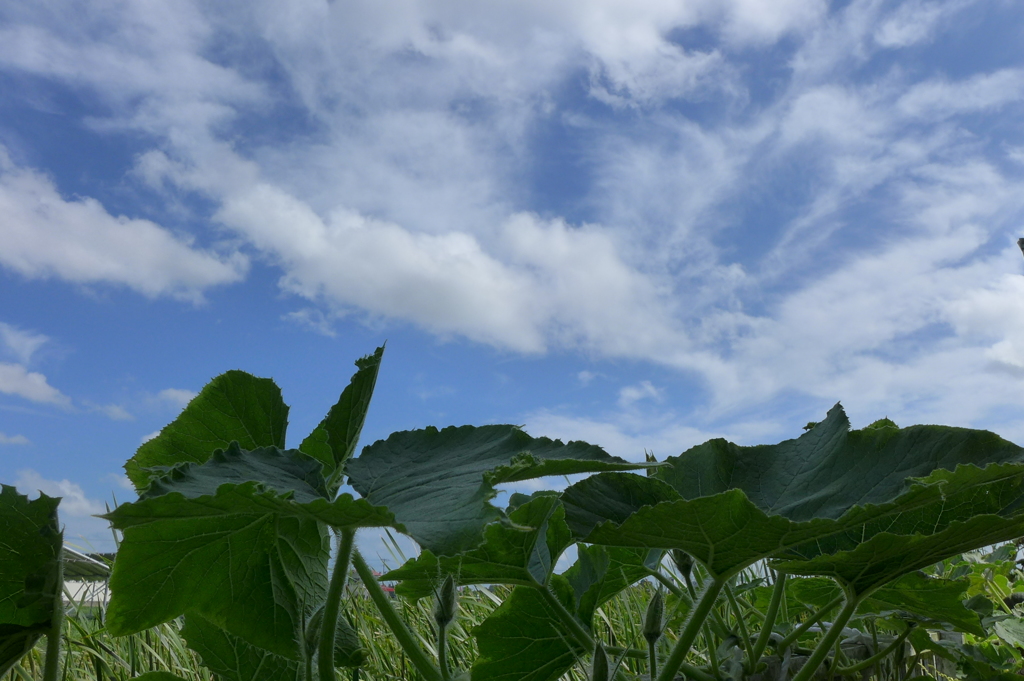帰ってきた夏