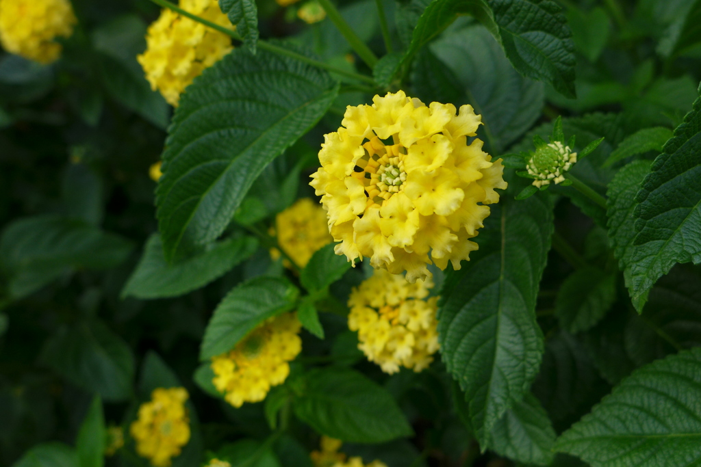 黄花のランタナ