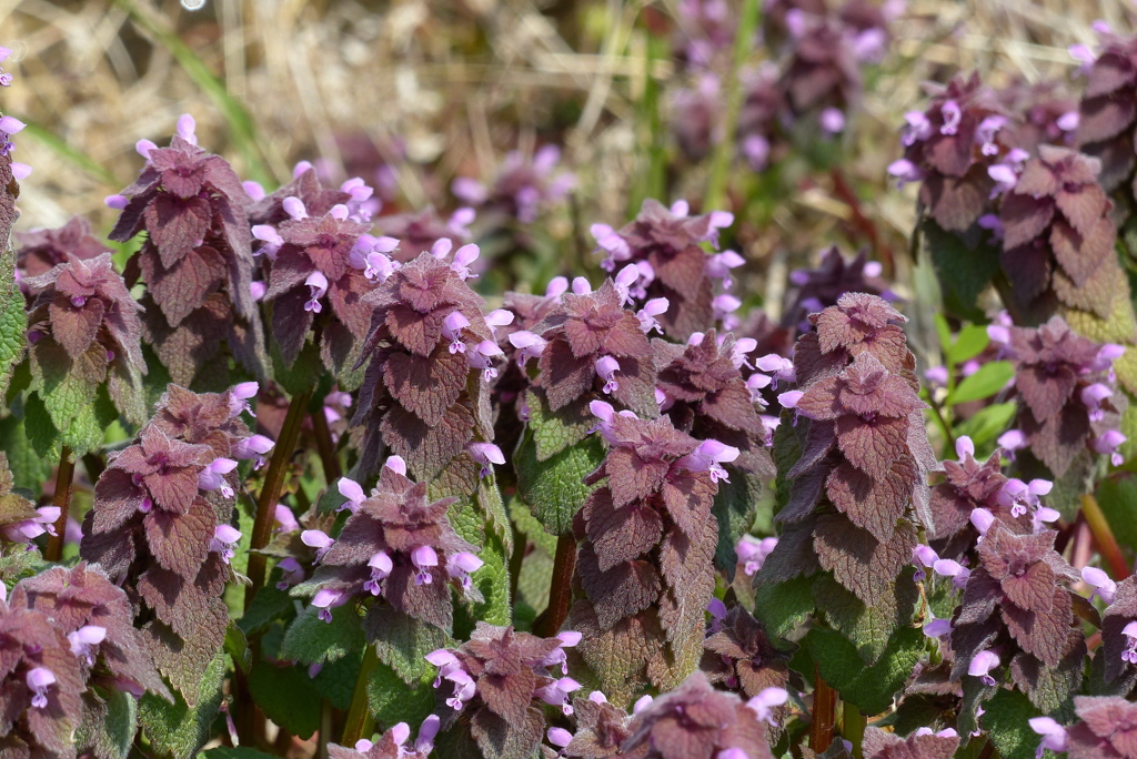 ヒメオドリコソウ