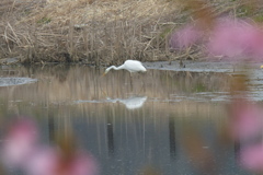 春の池で