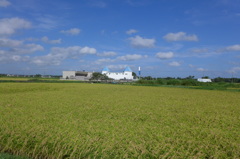 実りの風景