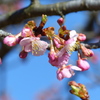河津桜　2