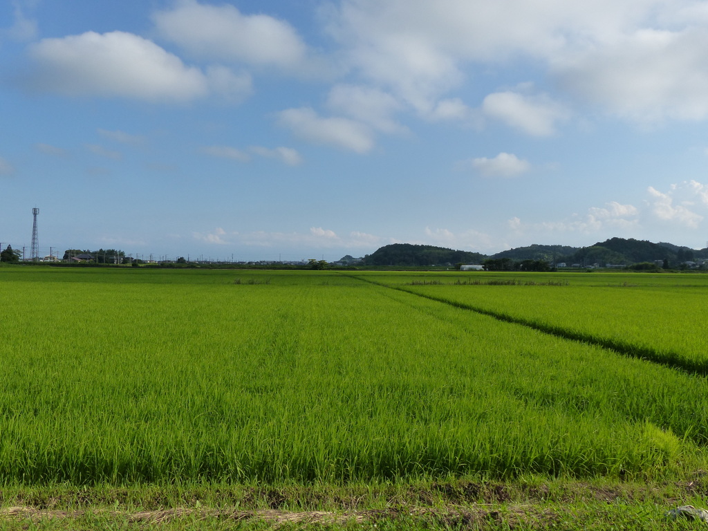 夏の田園風景