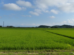夏の田園風景