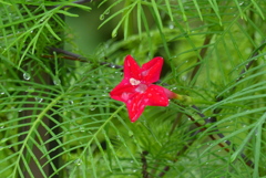 雨後の紅花　1