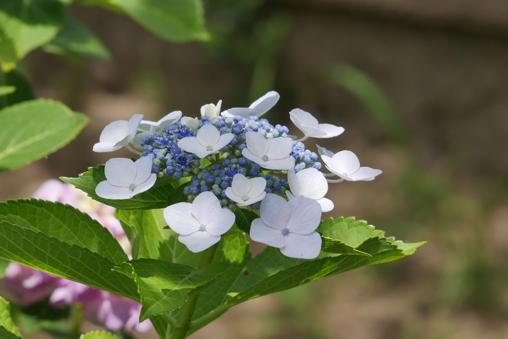 紫陽花