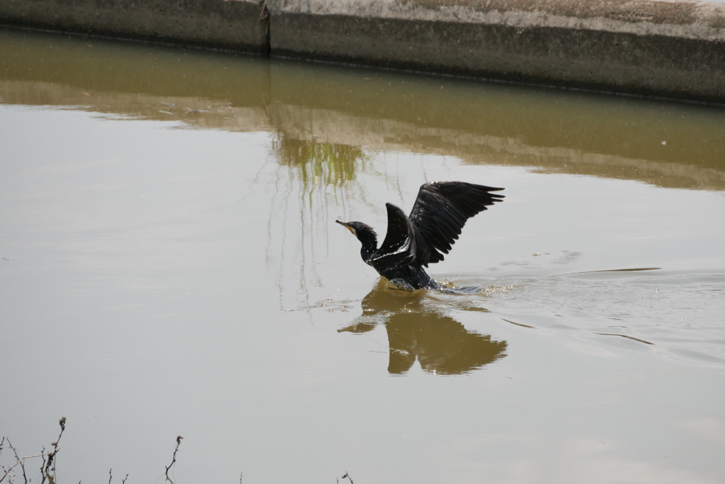 カワウの飛翔　1