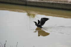 カワウの飛翔　1