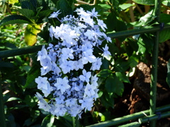 紫陽花