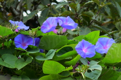 樹上の朝顔