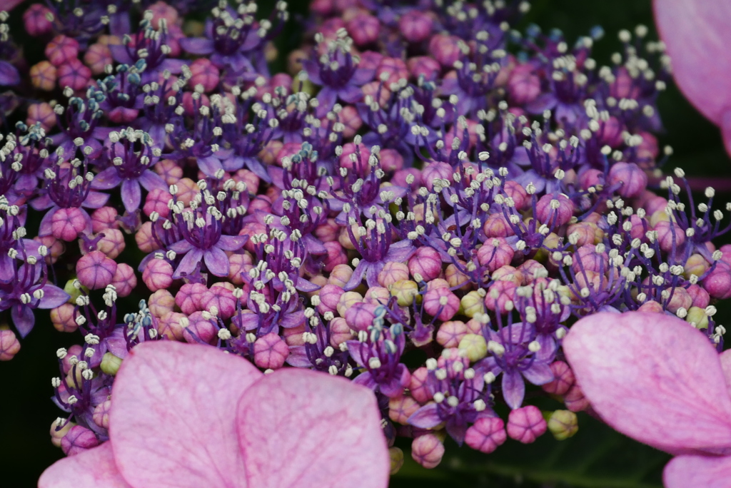 中性花
