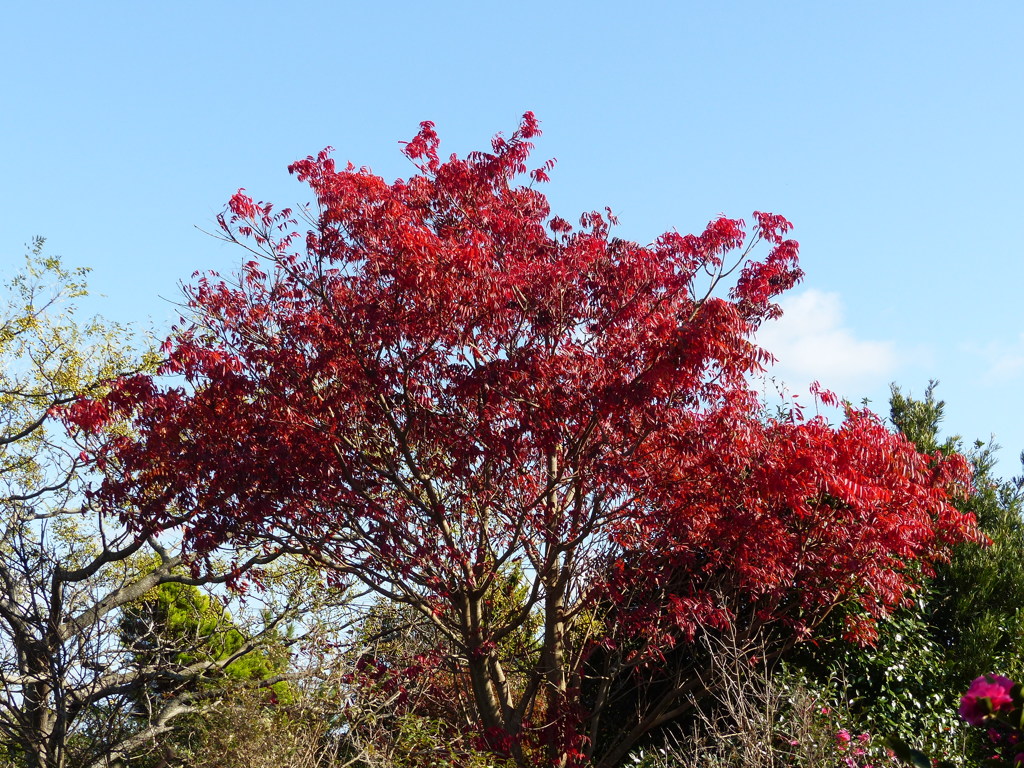 紅葉