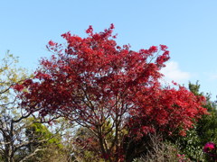 紅葉
