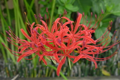 曼珠沙華　1