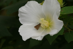 芙蓉