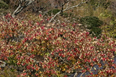 紅葉との混在