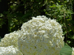 ジャンボ紫陽花