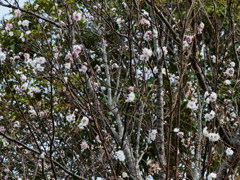 秋の桜咲く