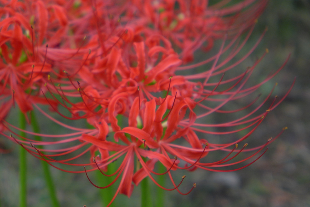 曼殊沙華　2