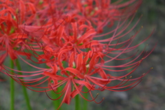曼殊沙華　2