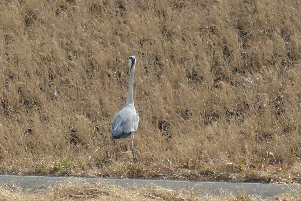 風に向かって立つ