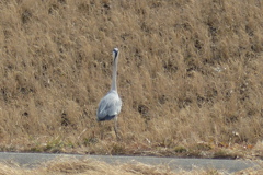 風に向かって立つ