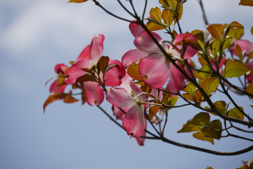 薄紅色の
