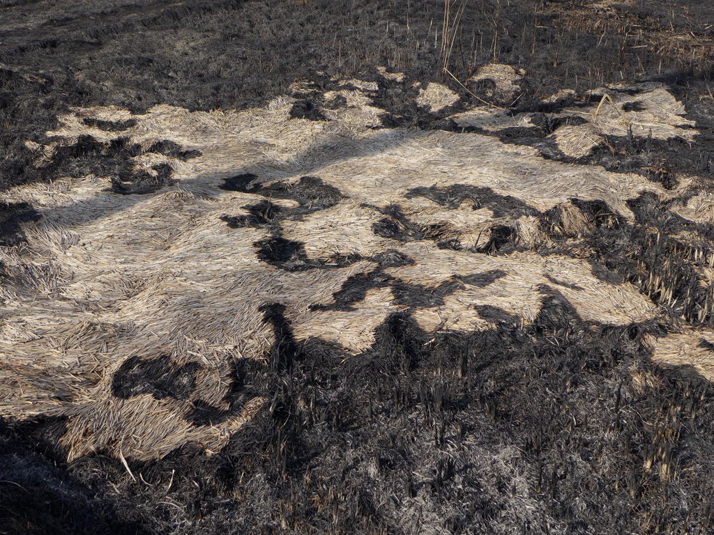 田焼き？