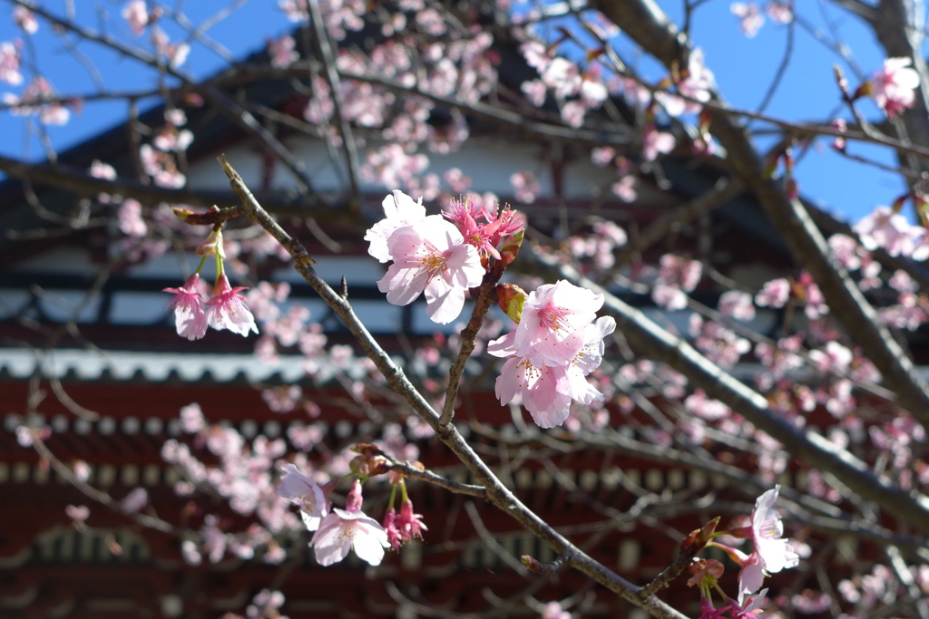 河津桜