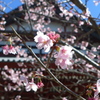 河津桜