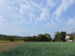 ネギと空