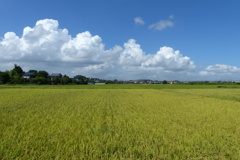 爽やかな田園風景