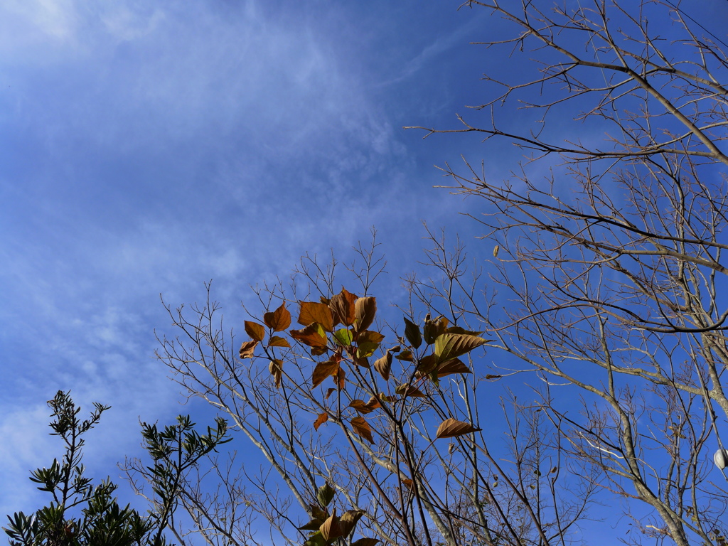 初冬の青い空