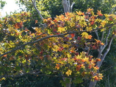 紅葉