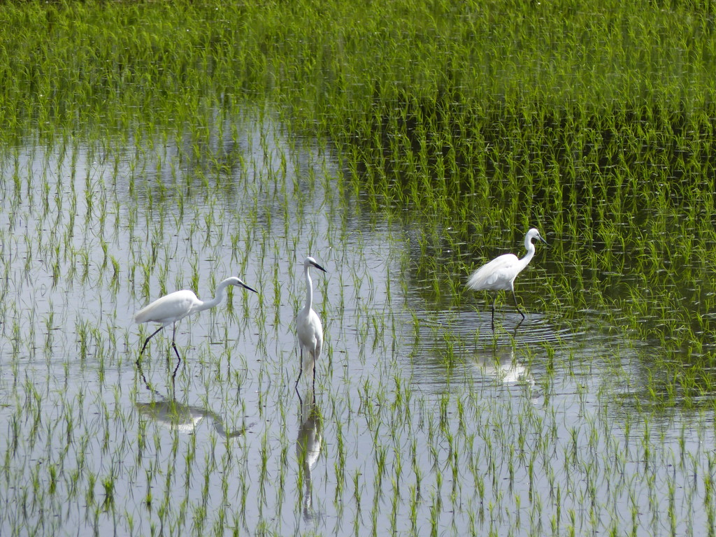 初夏の水田