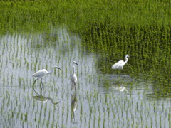 初夏の水田
