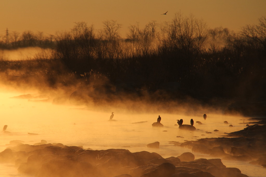 多摩川上流早朝社交場
