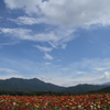 2013年08月21日花の都公園