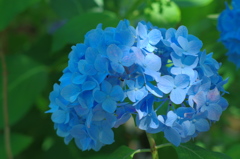 紫陽花と木漏れ日