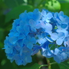 紫陽花と木漏れ日