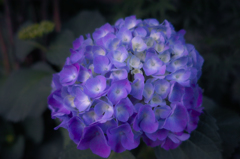あじさいの花