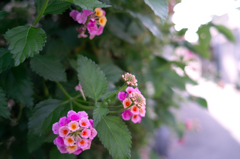 近所の花